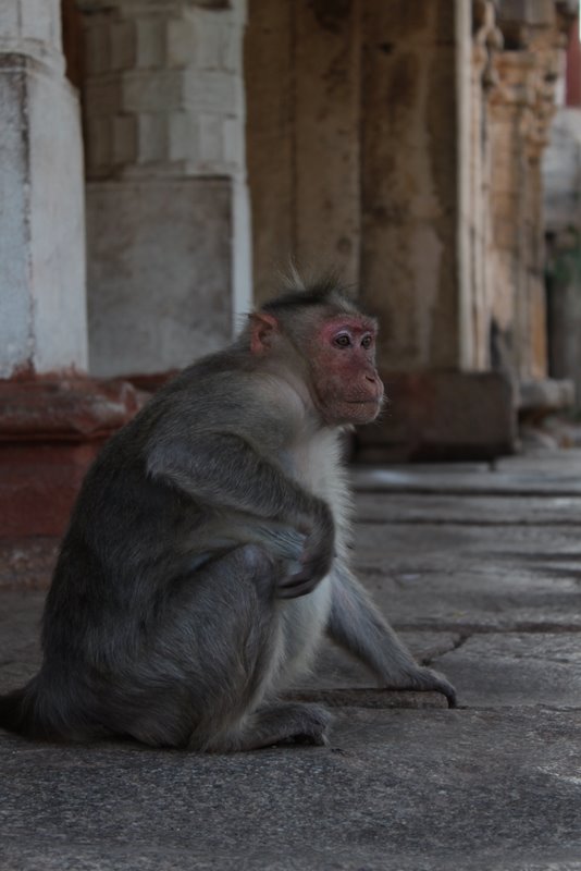 India 2010 - Hampi - Temples - Virupaksha Temple